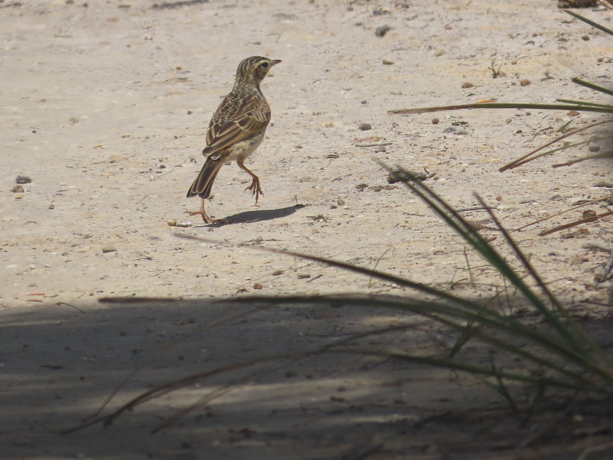 Australian Pipit - ML646984411