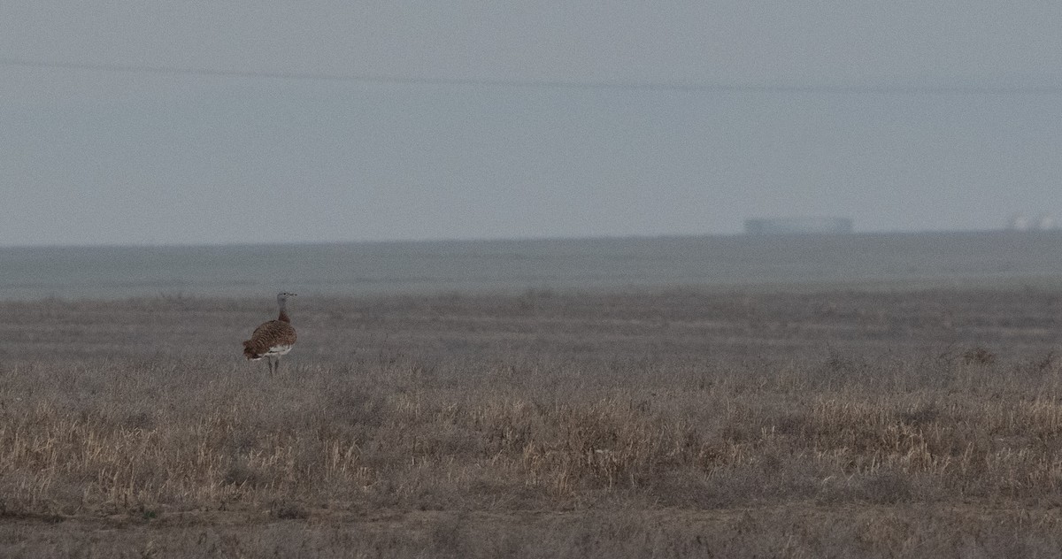 Great Bustard - ML646984416