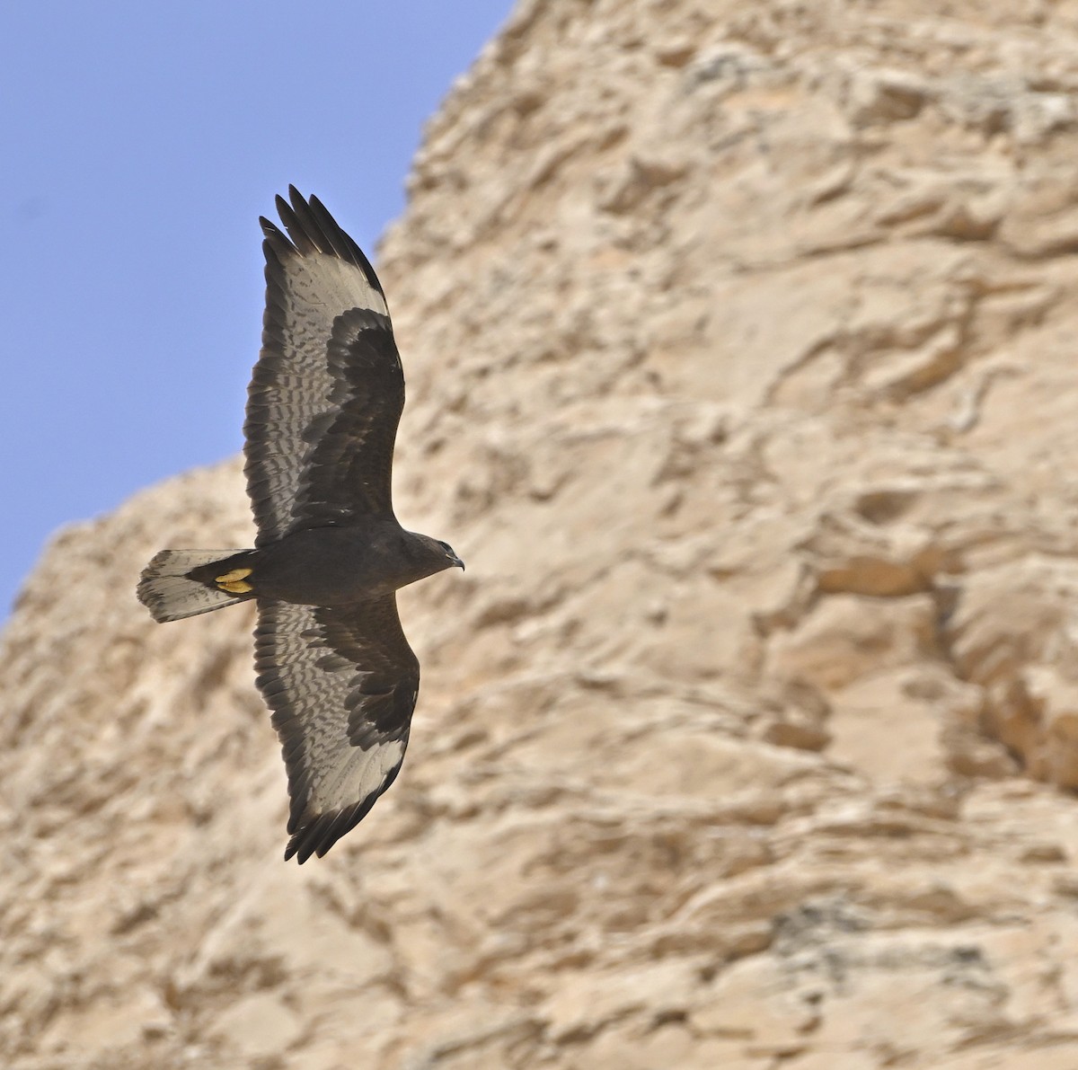 עקב עיטי - ML646984417