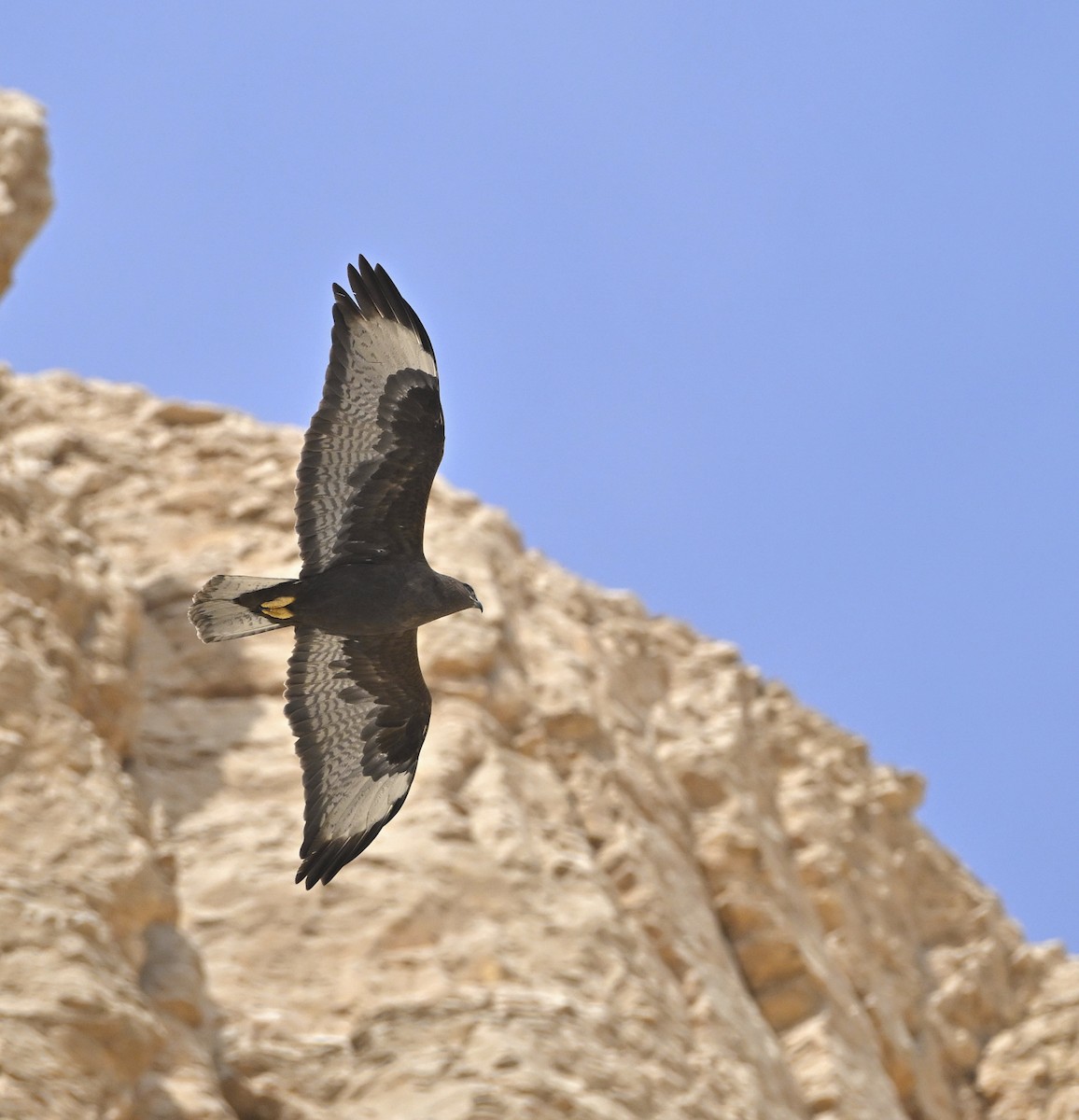 עקב עיטי - ML646984422