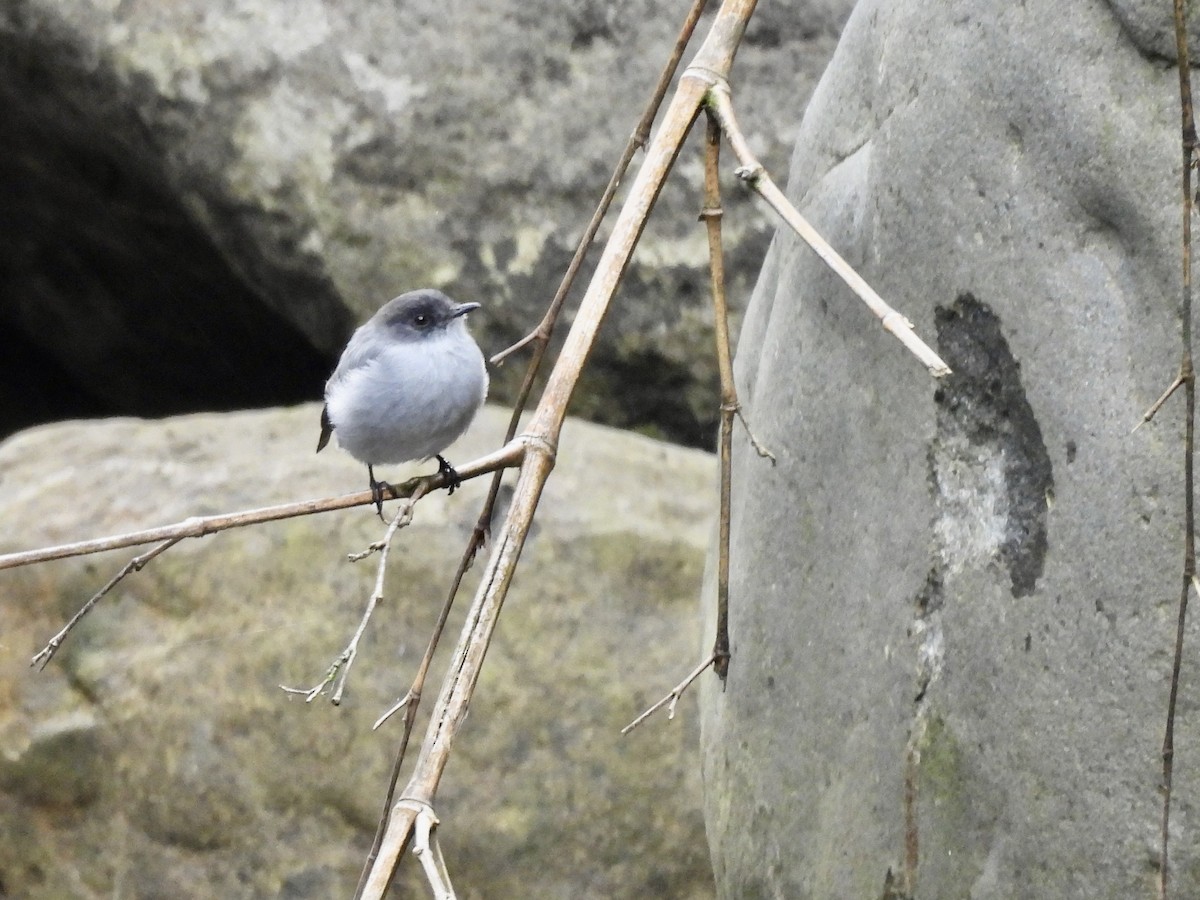 Torrent Tyrannulet - ML646984423