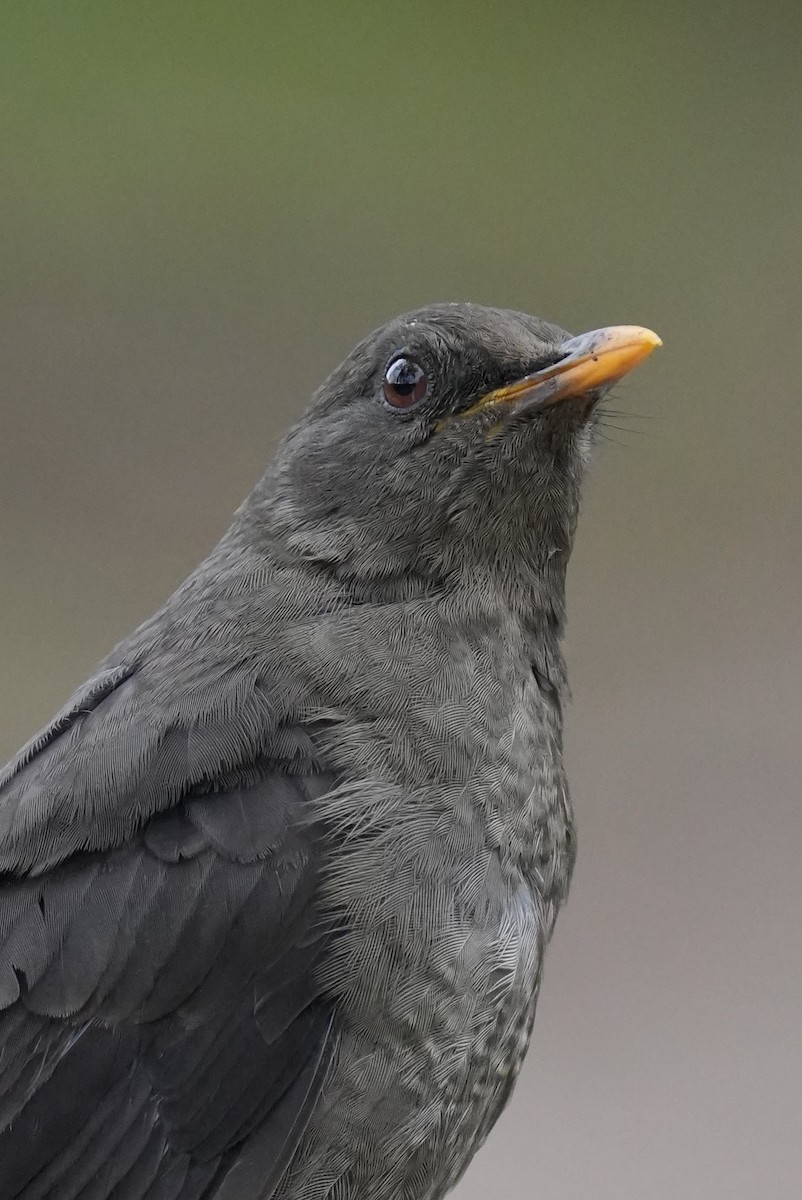 Great Thrush - ML646984426