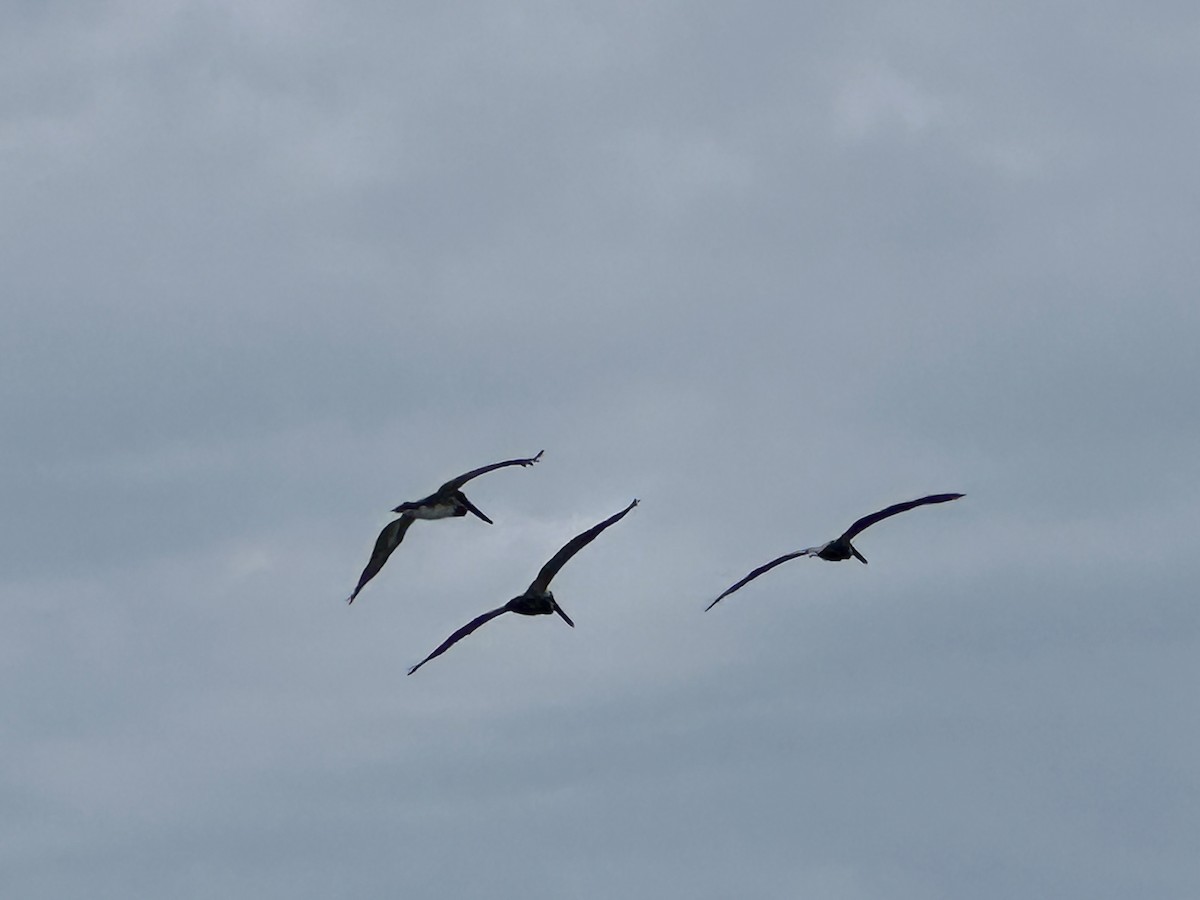 Brown Pelican - ML646984434