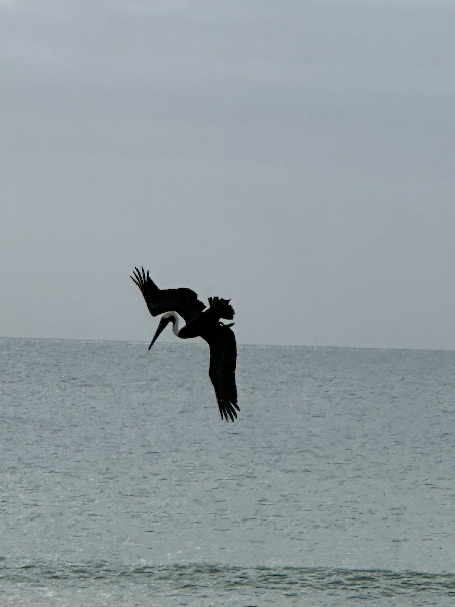 Brown Pelican - ML646984435