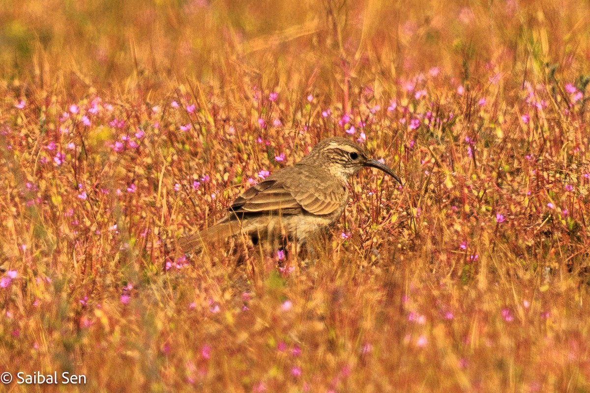 Bandurrita Común - ML646984436