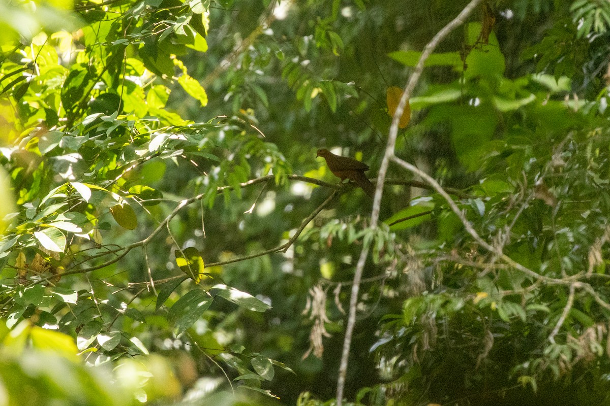 Barusan Cuckoo-Dove - ML646984442