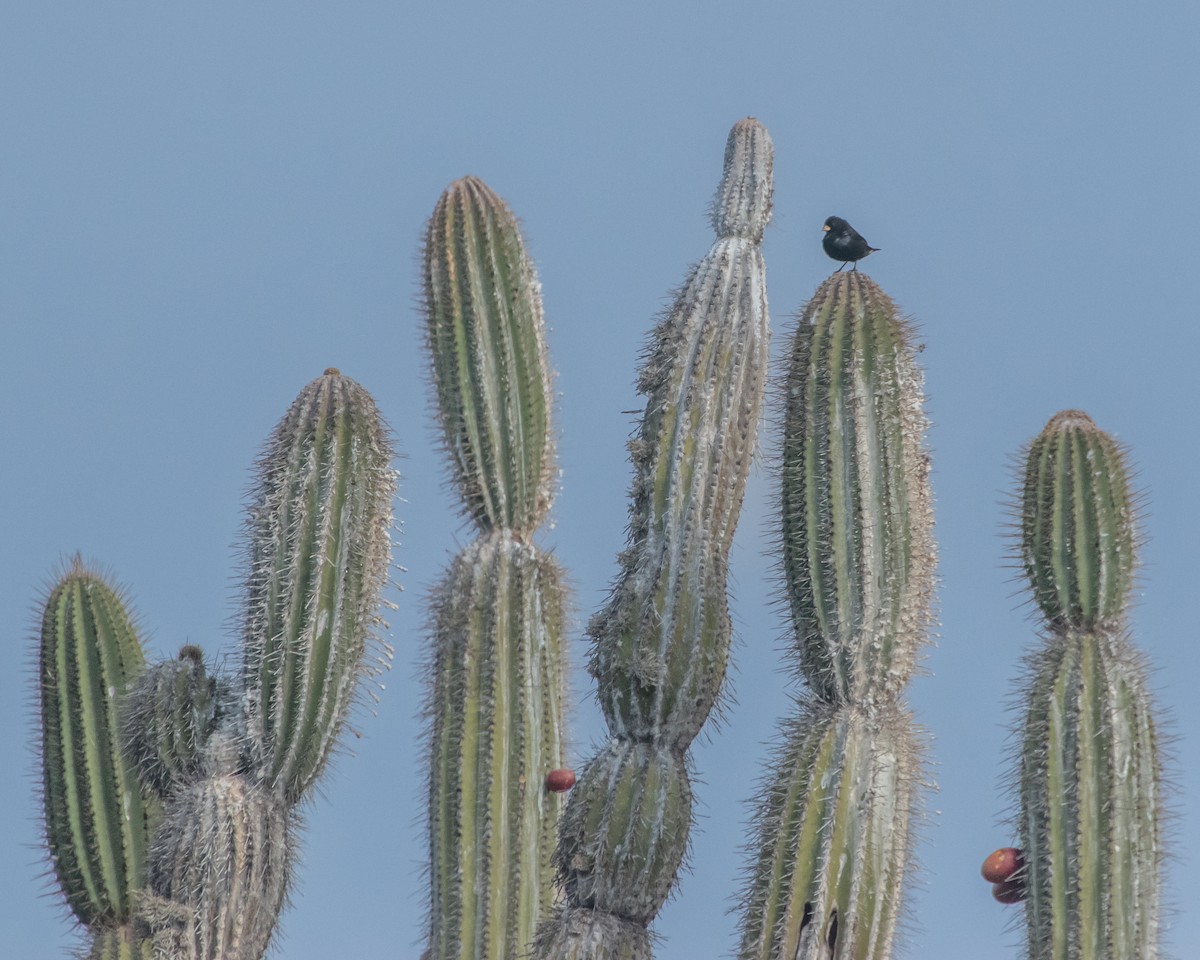 Common Cactus-Finch - ML646984450