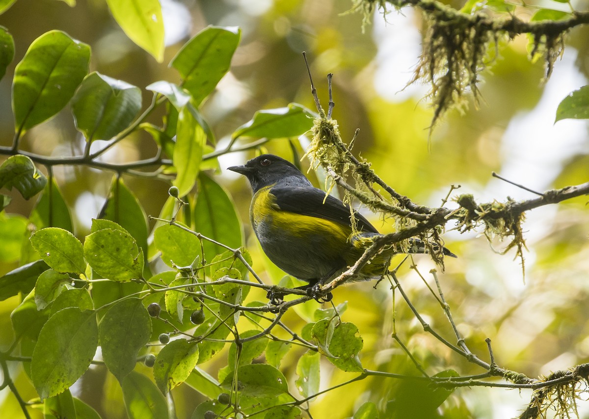 Black-and-yellow Silky-flycatcher - ML646984468