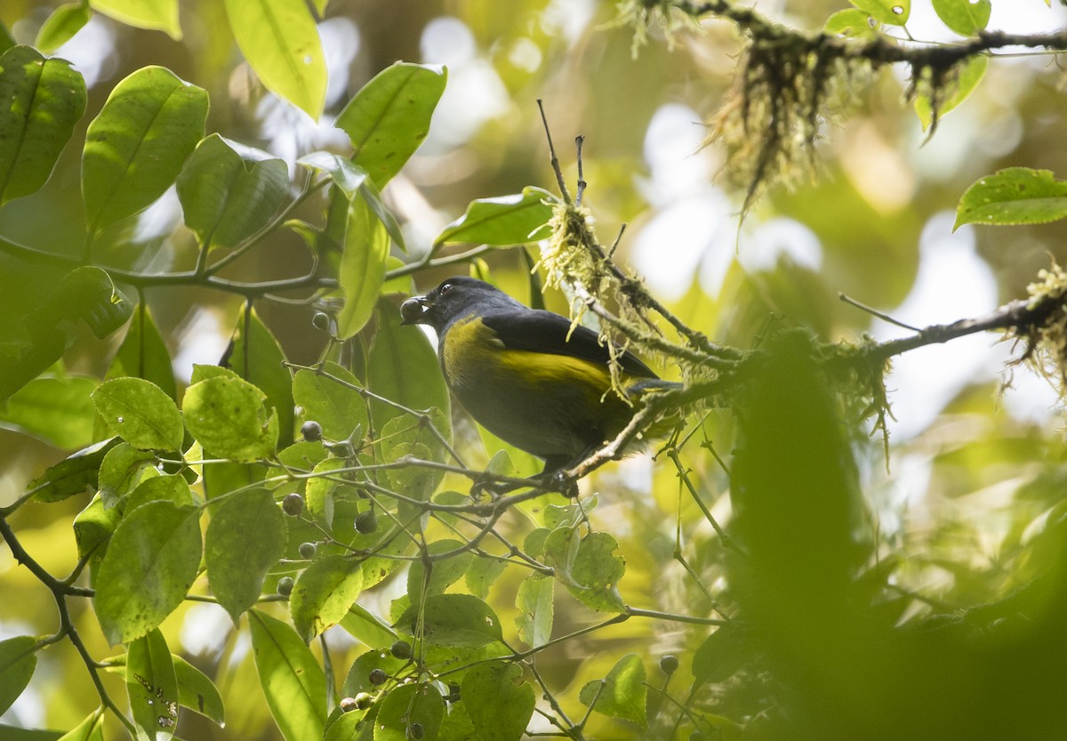 Black-and-yellow Silky-flycatcher - ML646984469