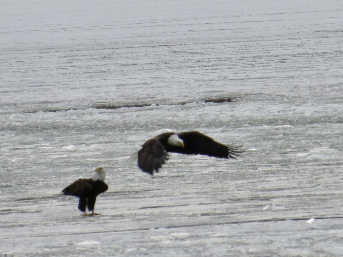 Белоголовый орлан - ML646984472