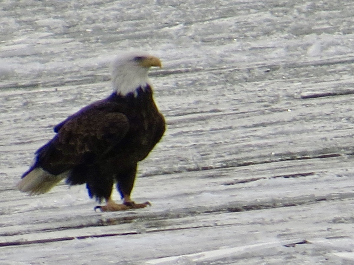 Белоголовый орлан - ML646984473