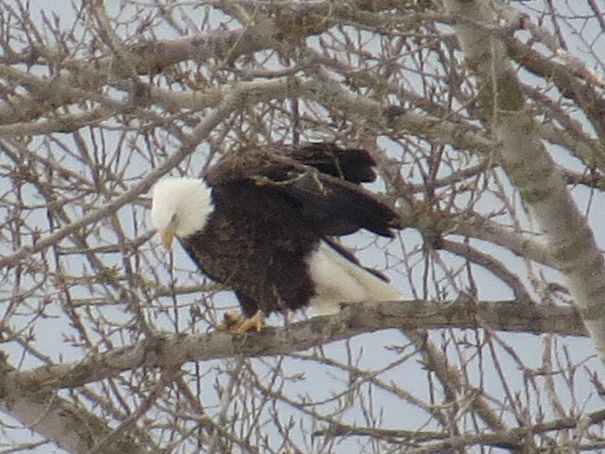 Белоголовый орлан - ML646984474