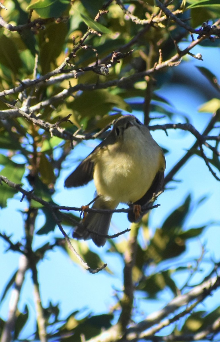 králíček americký - ML646984476