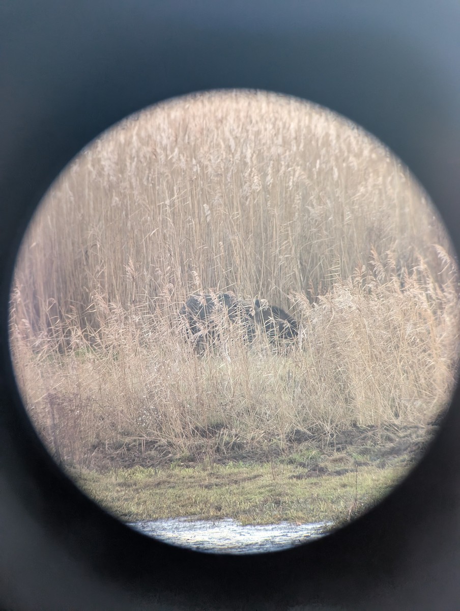 Wild Boar - ML646984477