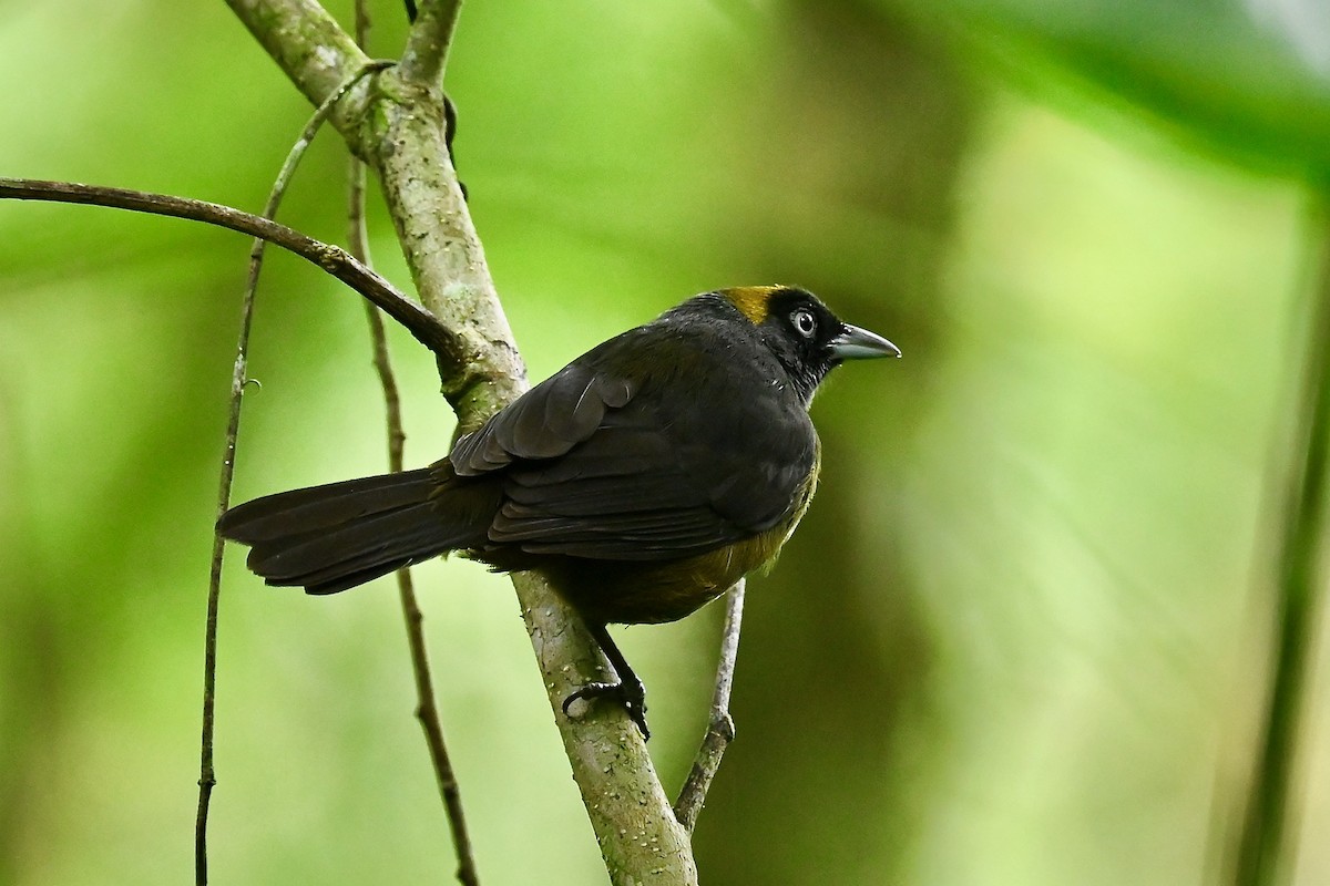 Фрутеро темнощокий - ML646984486