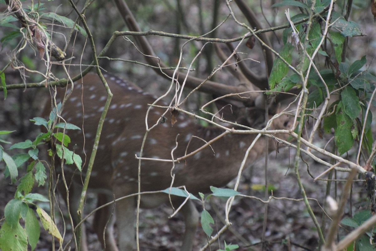 Аксис - ML646984488