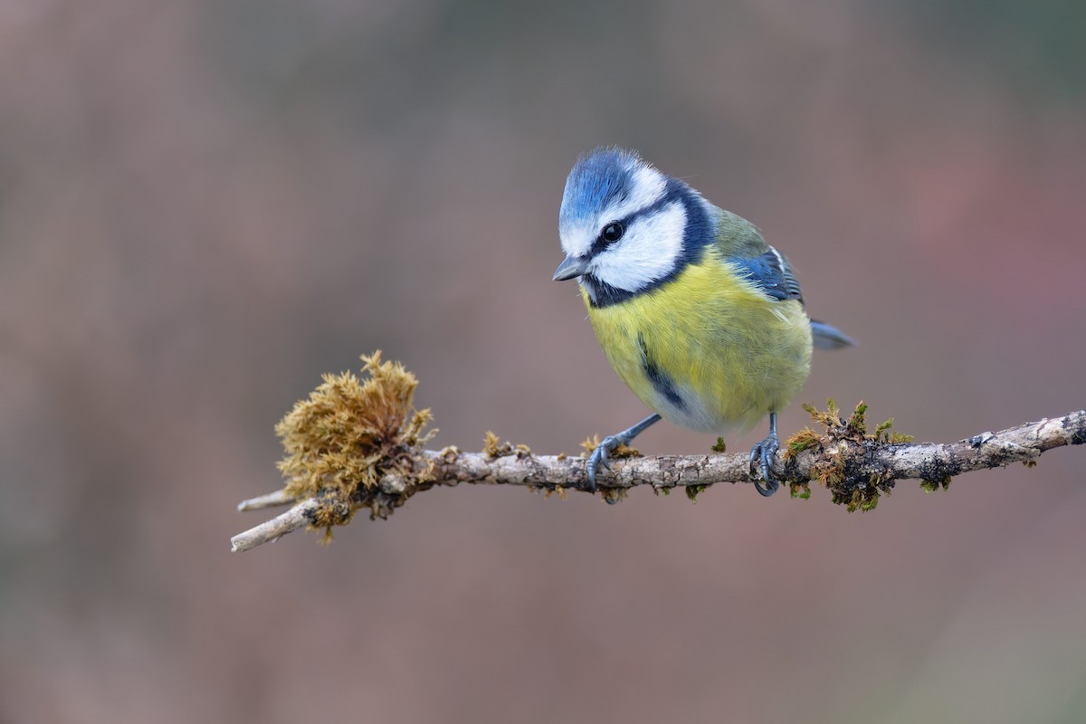 Eurasian Blue Tit - ML646984491
