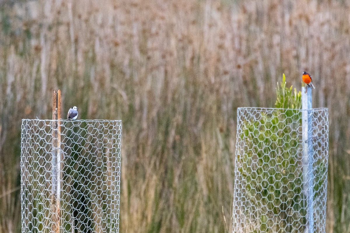 White-fronted Chat - ML646984492