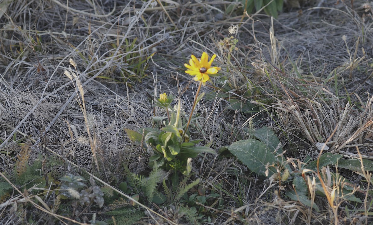 Animals - ML646984496