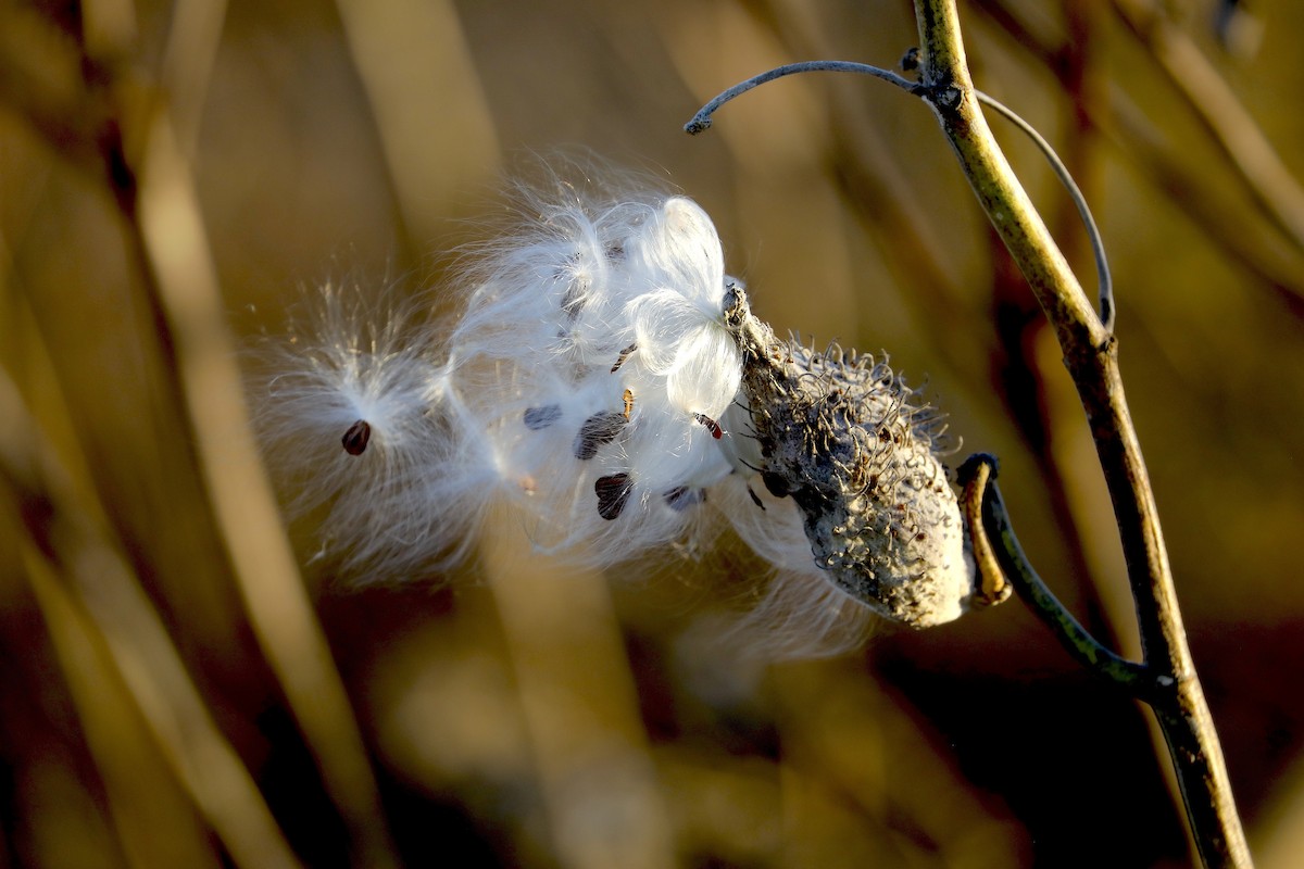 Animals - ML646984501