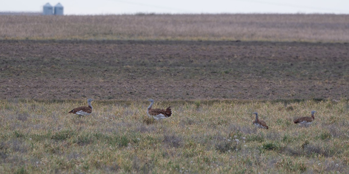 Great Bustard - ML646984503