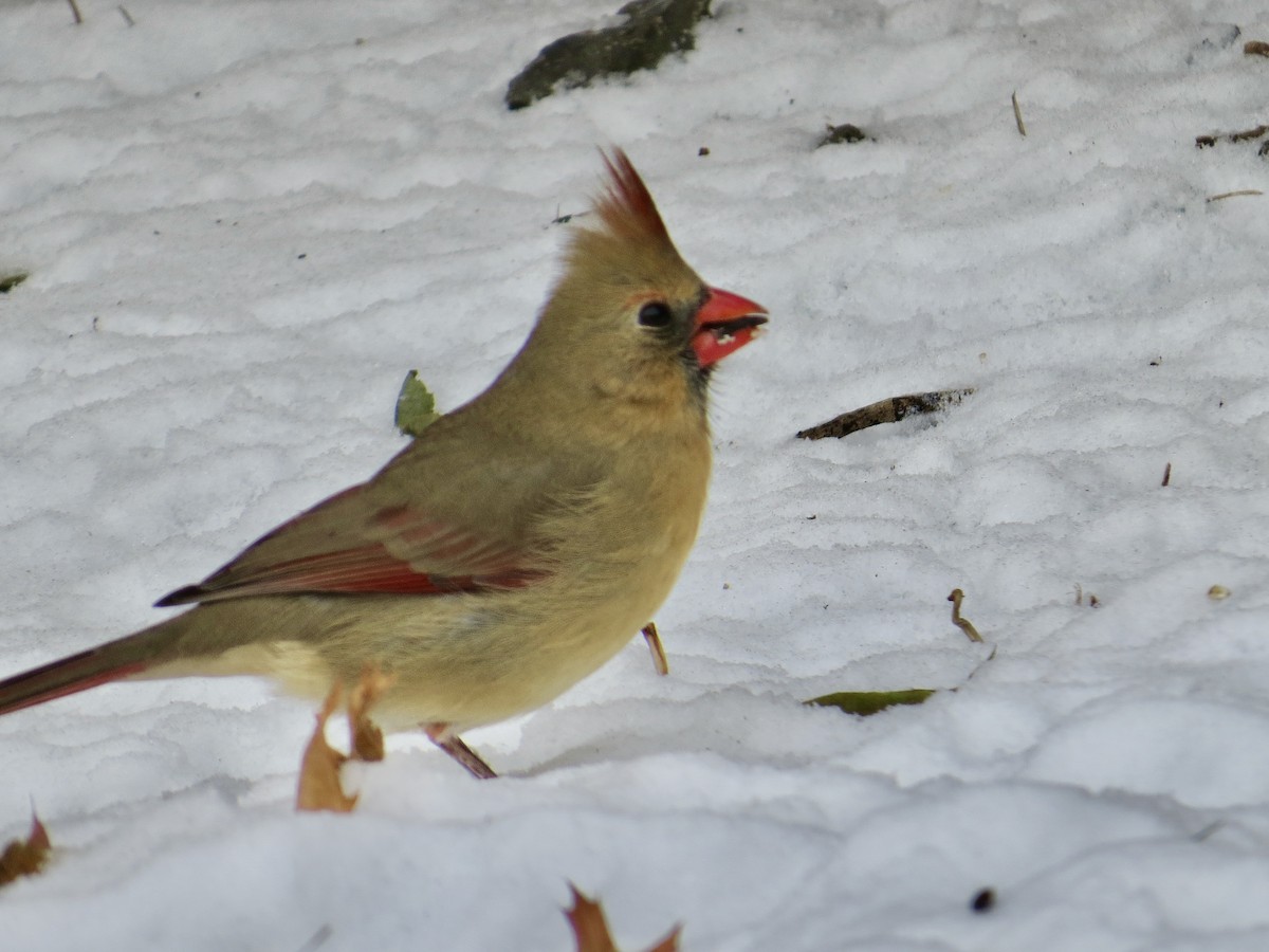 Красный кардинал - ML646984505