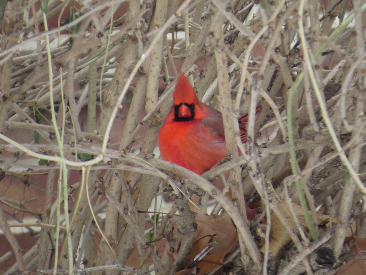 Красный кардинал - ML646984506