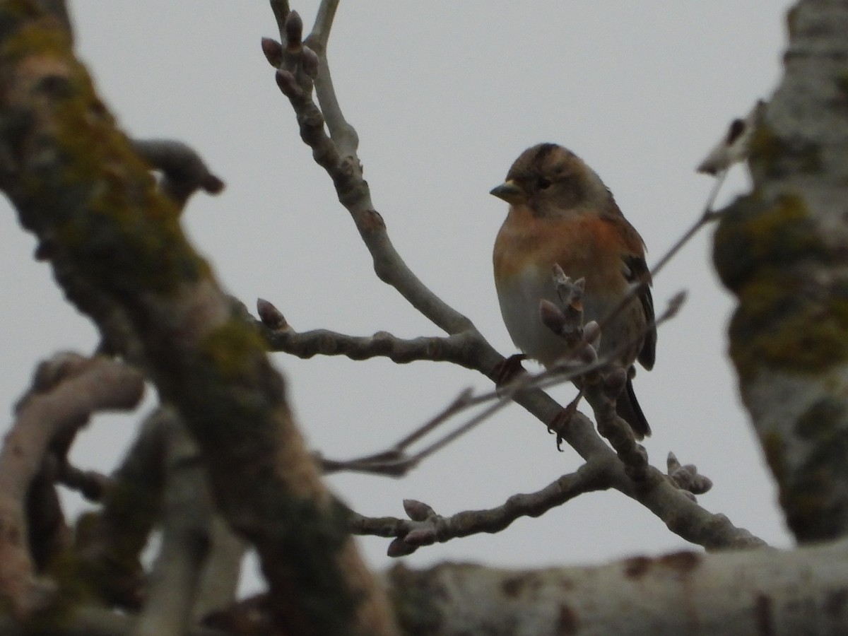 Bergfink - ML646984508