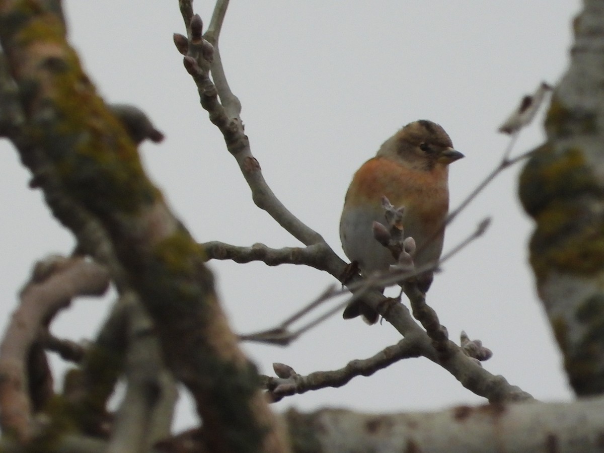 Bergfink - ML646984509