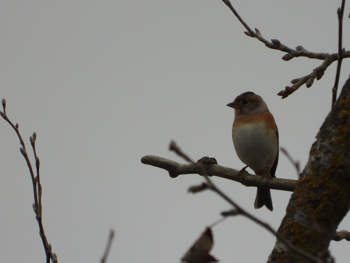 Bergfink - ML646984510