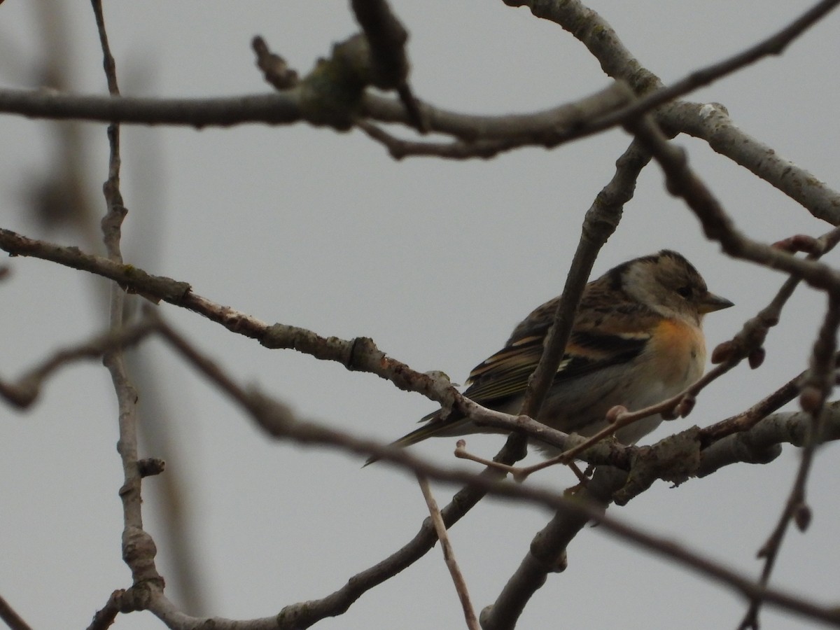 Bergfink - ML646984511