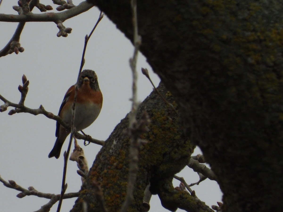 Bergfink - ML646984512