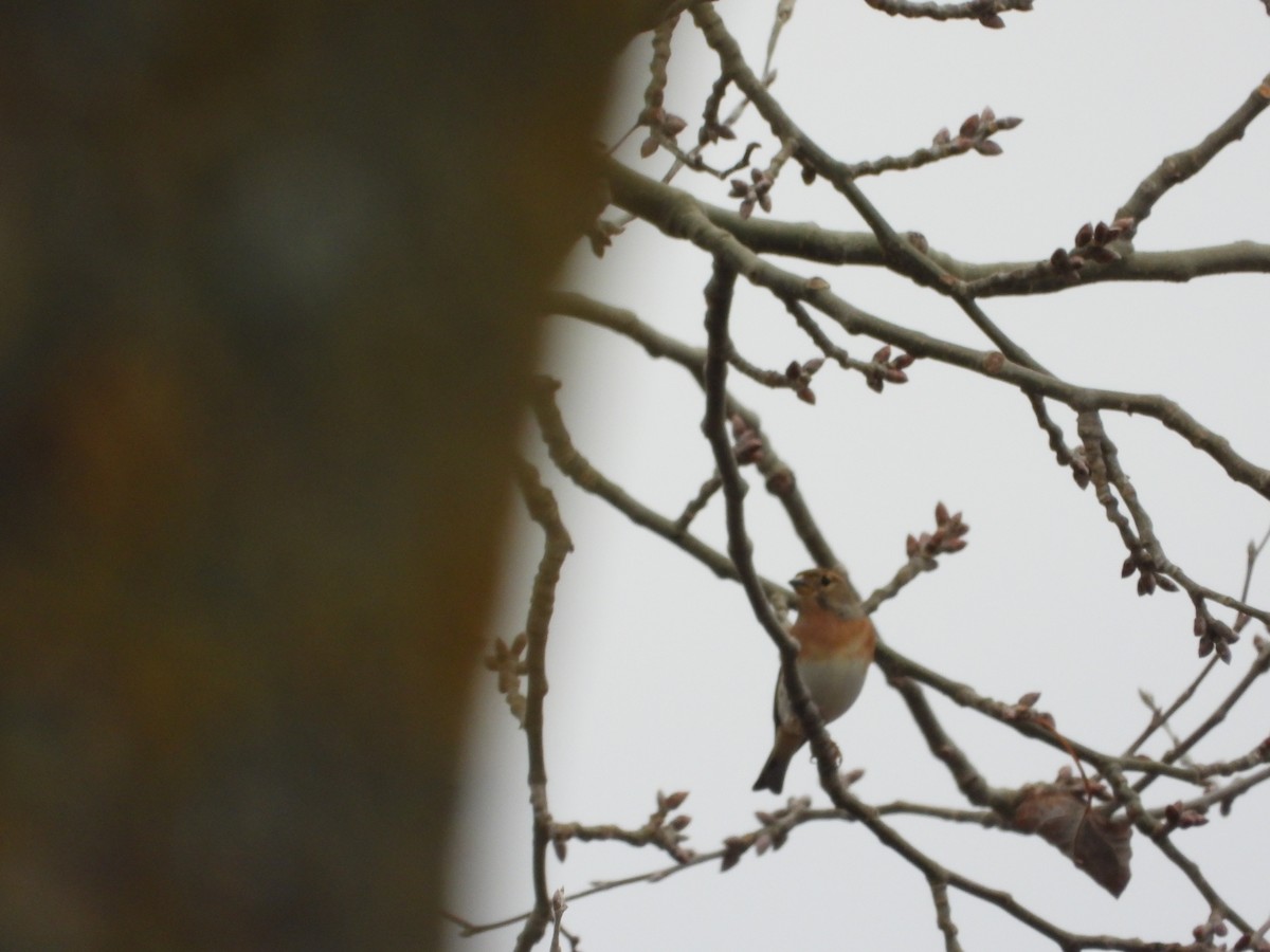 Bergfink - ML646984513