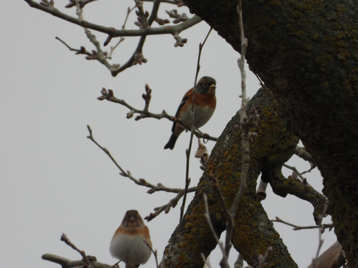 Bergfink - ML646984514