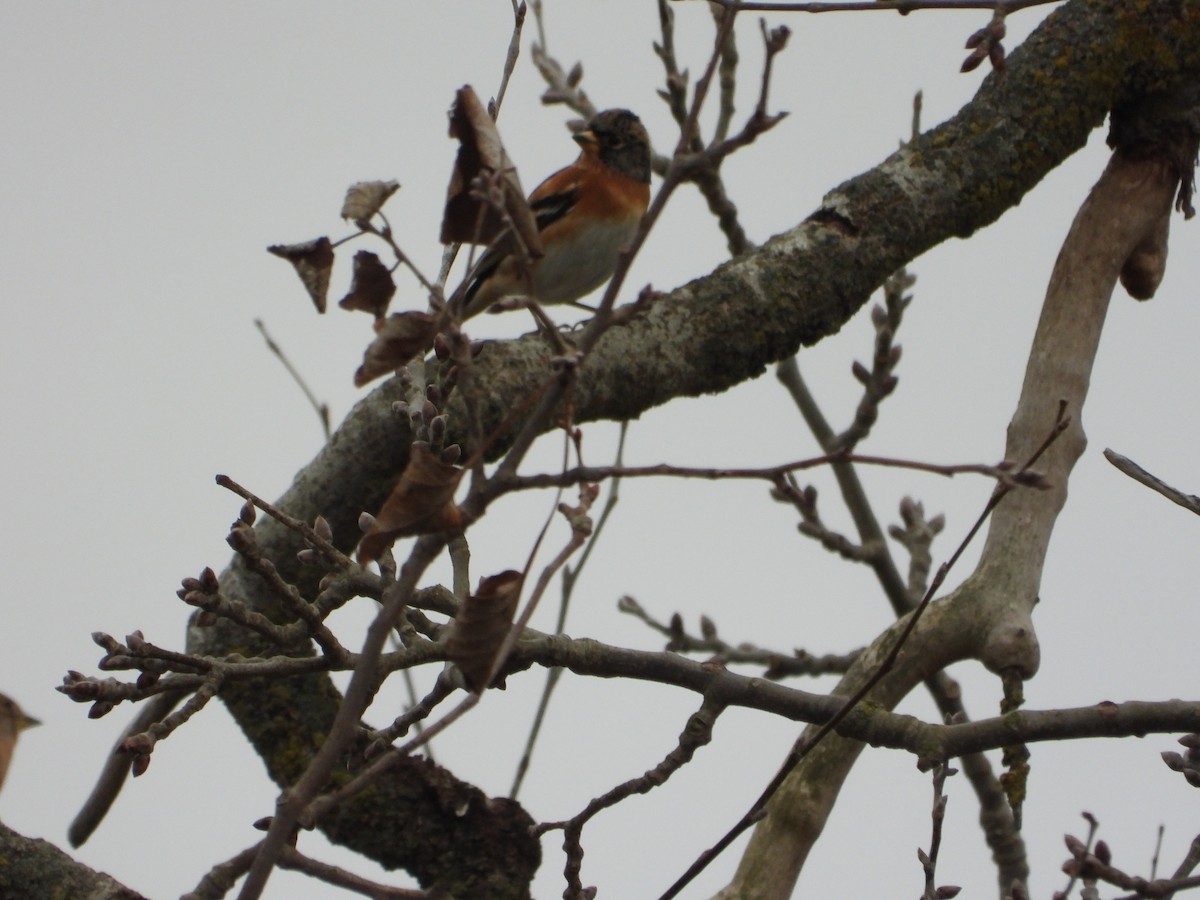 Bergfink - ML646984515