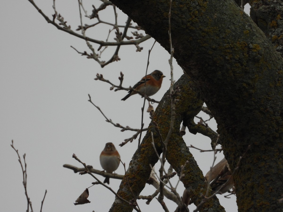 Bergfink - ML646984516