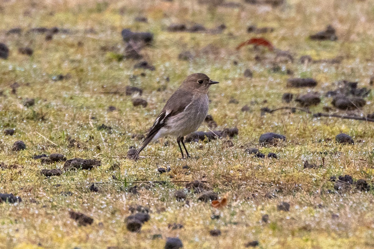 Flame Robin - ML646984517