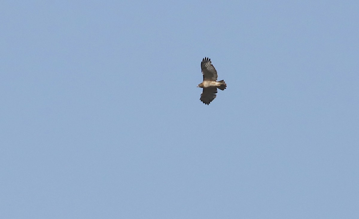Red-tailed Hawk - ML646984521