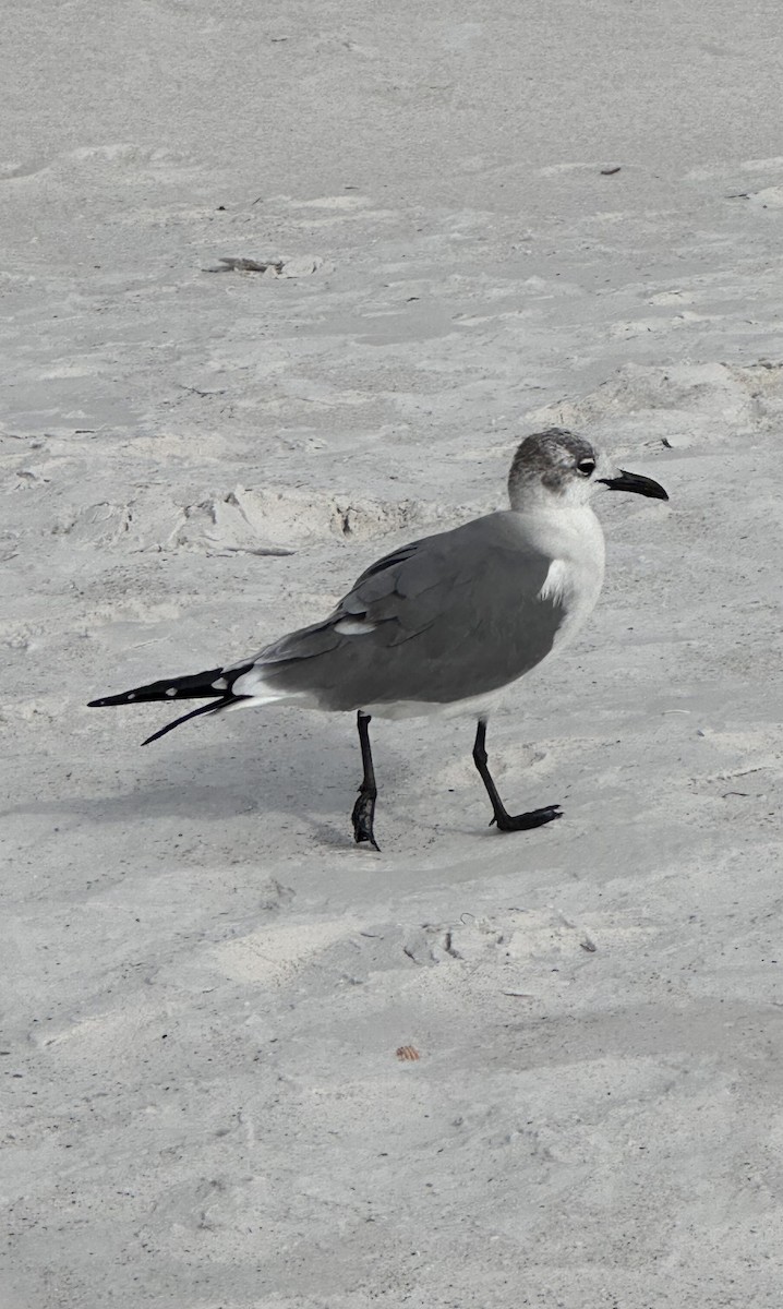 Laughing Gull - ML646984522
