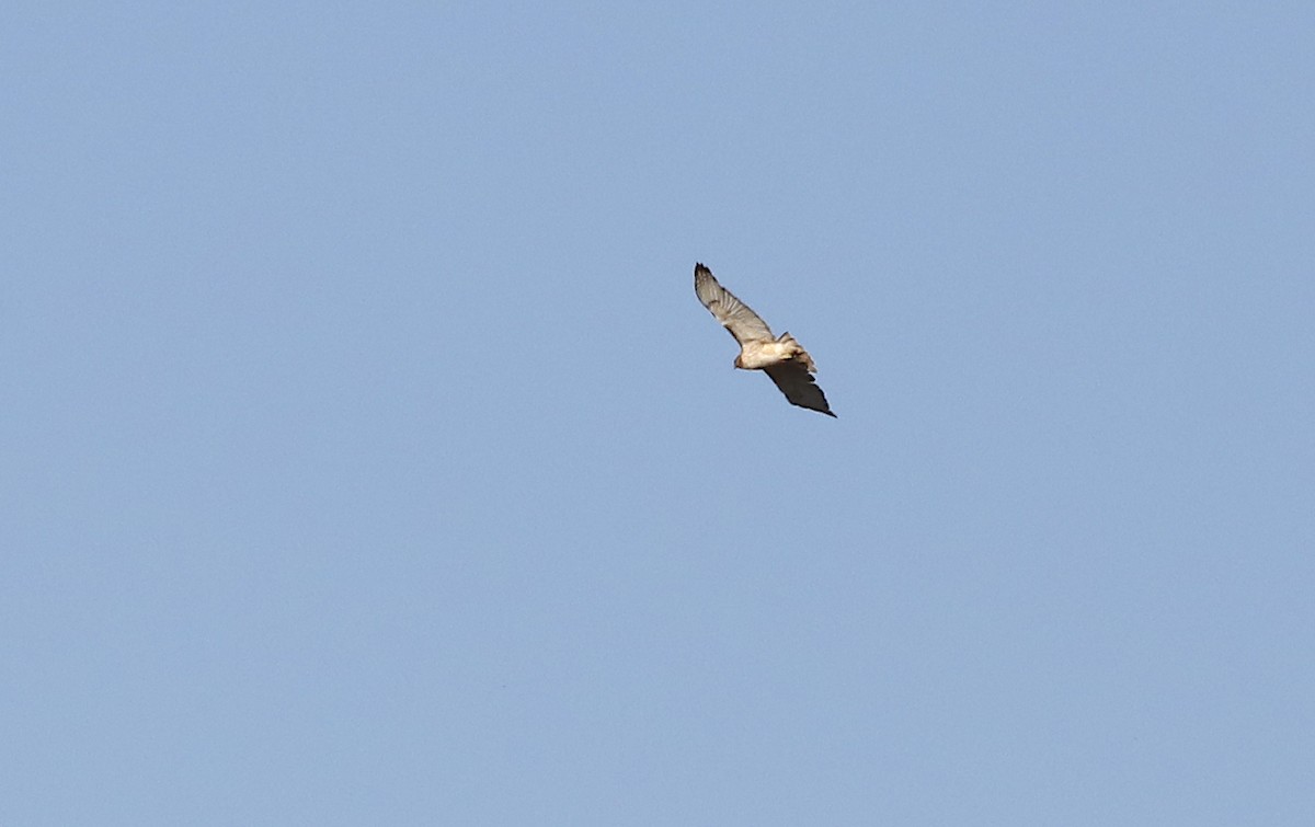 Red-tailed Hawk - ML646984530