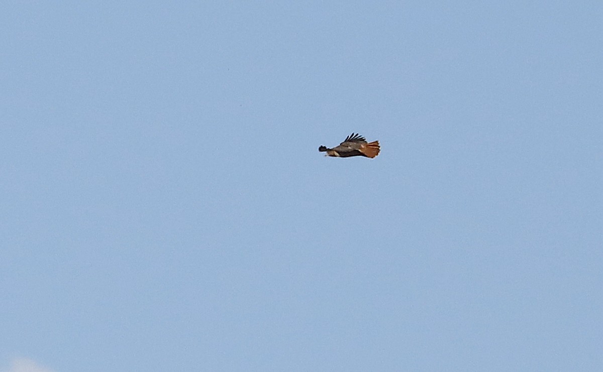 Red-tailed Hawk - ML646984531