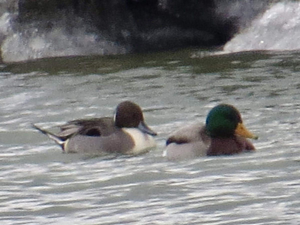 Шилохвость - ML646984532