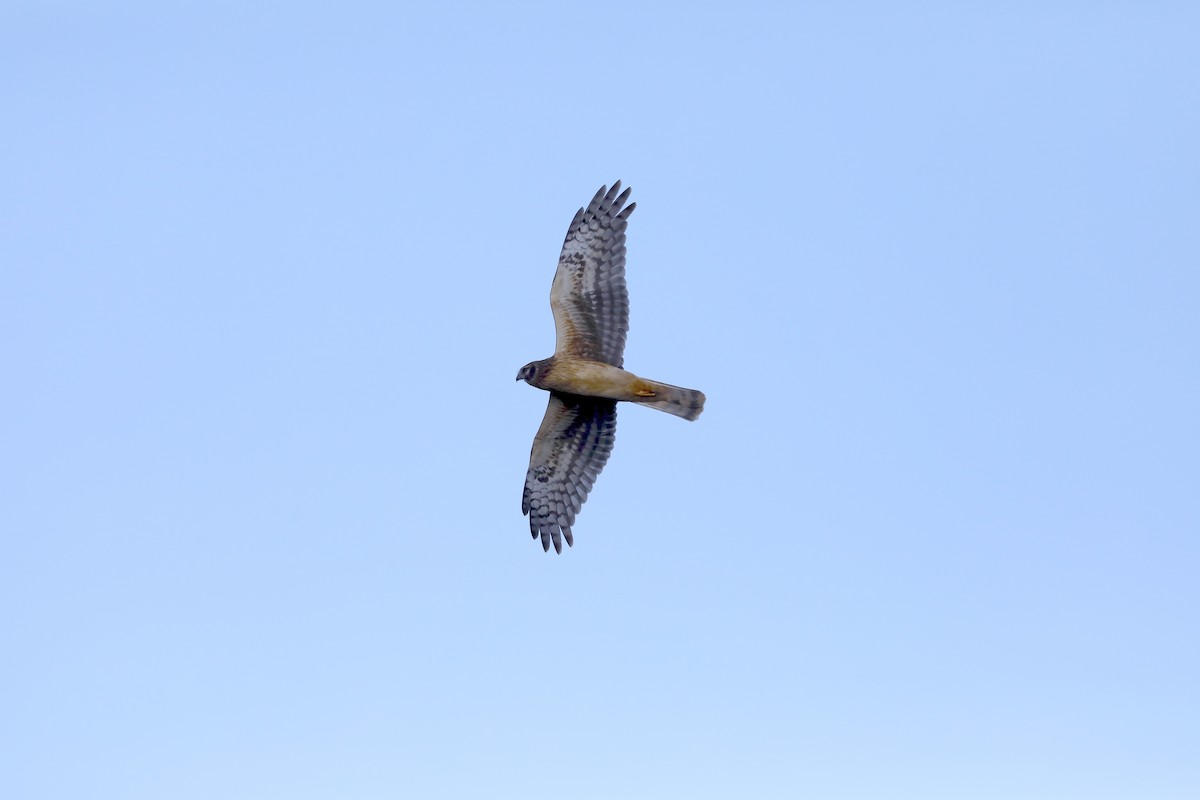 Northern Harrier - ML646984534