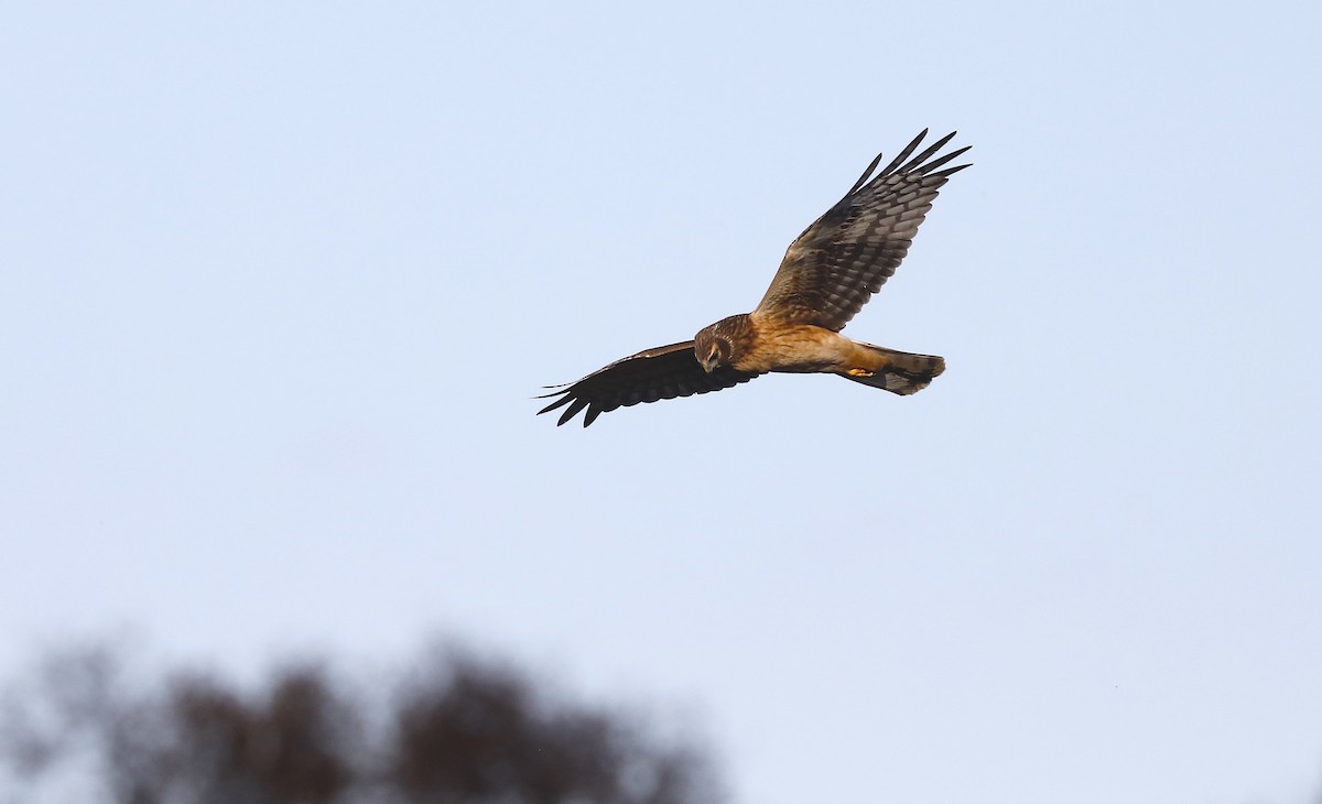 Northern Harrier - ML646984535