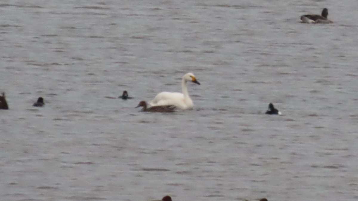 dvergsvane - ML646984536