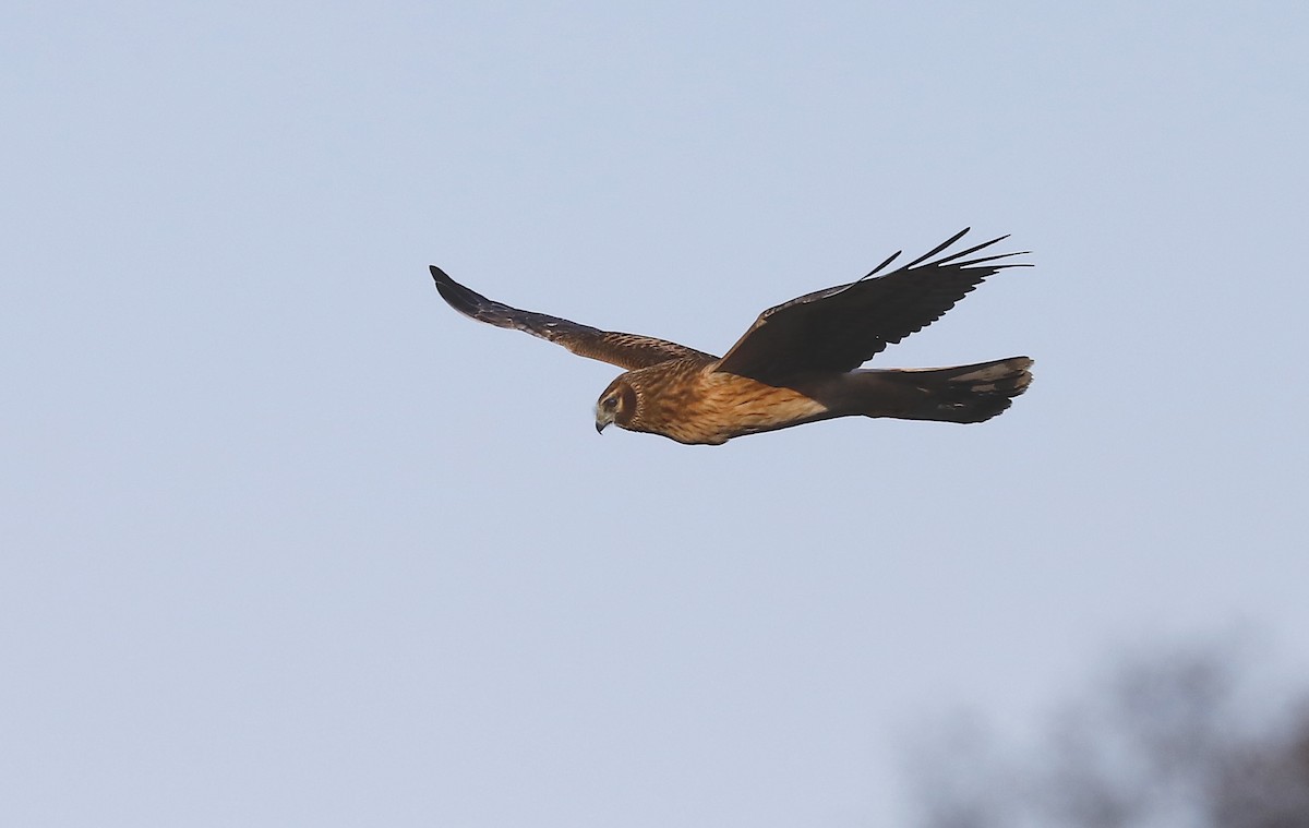Northern Harrier - ML646984538