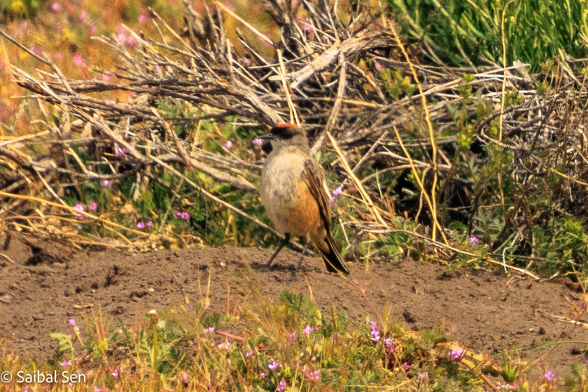 Dormilon à ventre roux - ML646984539