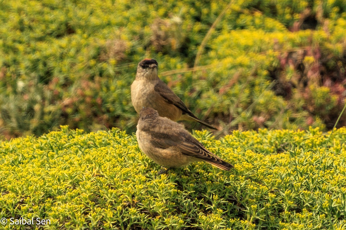 Dormilon à ventre roux - ML646984541