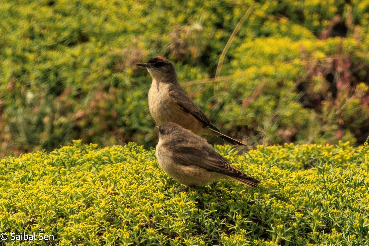 Dormilon à ventre roux - ML646984542