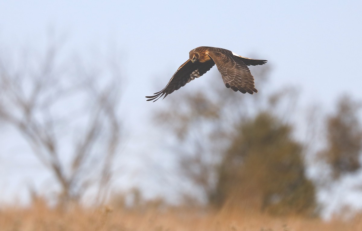 Northern Harrier - ML646984543